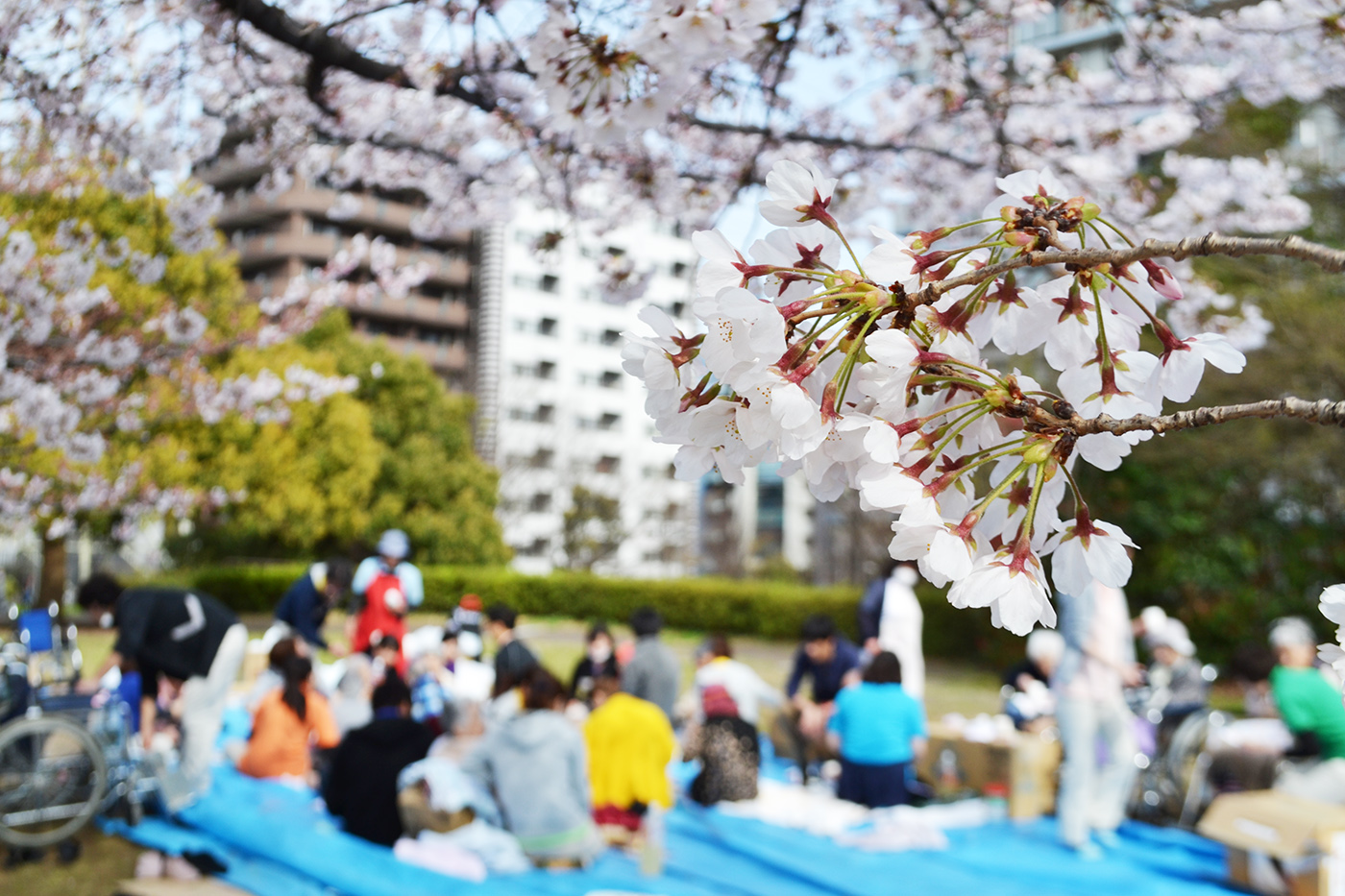 お花見イベント(清光会新横浜さわやか苑)